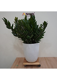 product-img-20