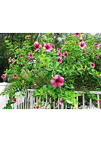 Cây huỳnh anh tím giống mới + Tặng phân bón cho cây mau lớn