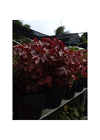 product-img-8