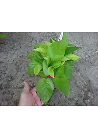 Cây Trầu Bà Tim Vàng - cây cảnh để trong nhà + tặng phân bón cho cây