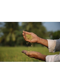 Gạo ST25 Vinaseed Túi 5Kg - Đặc Sản Sóc Trăng, Sản Xuất Từ Vùng Lúa Tôm - Cơm mềm dẻo, vị đậm ngọt, thơm đặc trưng