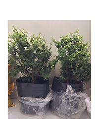 Cây Linh Sam - cây cảnh vườn - cây cảnh bon sai + Tặng phân bón cho cây