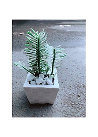 Cây Chân Rết - Cây cảnh mini + tặng phân bón cho cây