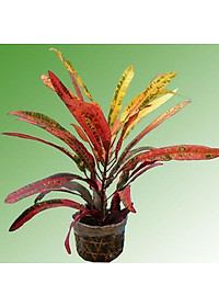 Cây lá màu gia huy - cây cảnh để trong nhà + tặng phân bón cho cây