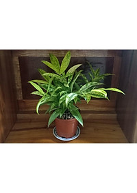 product-img-7