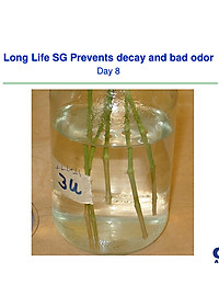 Bột Dưỡng Hoa Hồng Lâu Tàn (Set 10 hộp 1 hộp 10 gói tiết kiệm) giúp hoa luôn tươi mới, cánh hoa hồng cứng cáp gấp 2 lần và trong 14 ngày không thối nước hay cắt tỉa gốc hoa (hiệu Longlife nhập khẩu Israel)