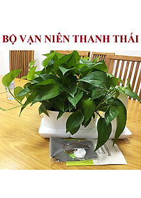 product-img-10