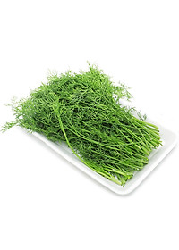 Hạt Giống Thì Là Rado 06