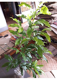 product-img-5