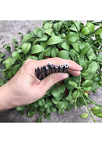 Bộ hoa thị 11 cây có từ tính hút mạnh