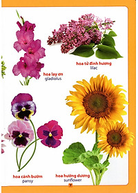 Sách Từ Điển Bằng Hình - Hoa, Quả, Rau, Củ