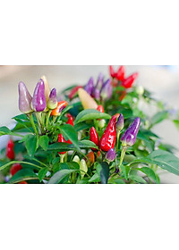 Bộ 2 Gói Hạt Giống Ớt Kiểng Phú Nông PN132940 24 (0.2g / Gói)