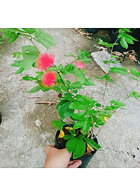 Cây Điệp Lào - cây cảnh đẹp + tặng phân bón cho cây