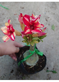 Cây Hoa Sứ Thái Ghép (giao màu ngẫu nhiên)