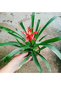 Cây phong lộc - cây cảnh để bàn + tặng phân bón cho cây