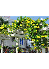 Cây Huỳnh Đệ (thân leo) - cây cảnh vườn + Tặng phân bón cho cây mau lớn