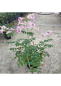 Cây hồng thiên hương (cây leo) - cây cảnh đẹp + tặng phân bón cho cây