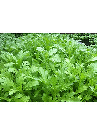 Hạt giống rau tần ô - cải cúc VTS134