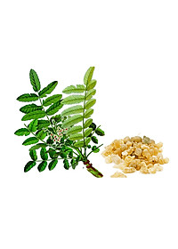 Thực phẩm bảo vệ sức khỏe Khớp khỏe mạnh Teresa Herbs Healthy Joint (lọ 90 viên)