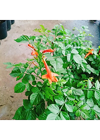 Cây rạng đông ( chùm ớt ) - cây cảnh đẹp + tặng phân bón cho cây