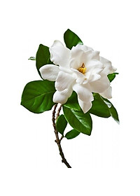 Cây Lài Tiểu Thư hoa thơm + tặng phân bón cho cây