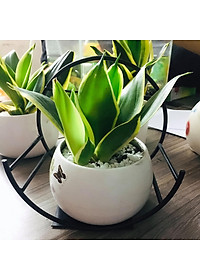 Kệ Treo Trang Trí Hình Bán Nguyệt Dán Tường Tiện Dụng ,Giá Treo Chậu Hoa Ban Công Phòng Khách- Phong Cách Hiện Đại- Chính Hãng MINIIN