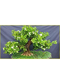 product-img-7