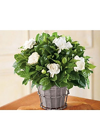 Cây Lài Tiểu Thư hoa thơm + tặng phân bón cho cây