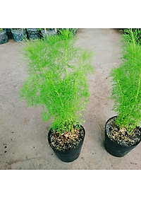 Cây Tùng Nam Mỹ - cây cảnh trong nhà