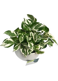 Cây Trầu Bà Sữa - cây cảnh để trong nhà + Tặng phân bón cho cây mau lớn