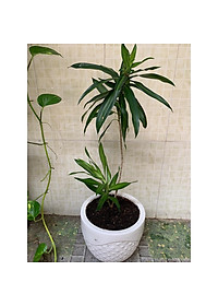 Cây trúc bách hợp - cây cảnh để trong nhà + tặng phân bón cho cây