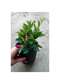 Cây huỳnh anh đỏ ( cây trang đài leo ) - cây cảnh sân vườn - tặng phân bón cho cây