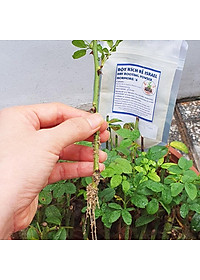 Bột Kích Ra Rễ Israel cho cây Thân Gỗ Hormoril 6, kích thích ra rễ nhanh, sử dụng giâm, chiết các loại cây thân cứng như cây hoa hồng, hoa giấy