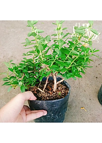 Cây Kim Ngân Hoa ( hoa chuyển màu , thân leo có hương thơm)