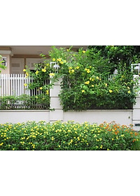 Cây Huỳnh Đệ (thân leo) - cây cảnh vườn + Tặng phân bón cho cây mau lớn