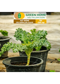 Hạt Giống Cải Xoăn Kale Greenhome, Gói 5g, Dễ Trồng Quanh Năm, Nảy Mầm Cao, Thu Hoạch Nhanh, Năng Suất Cao R16