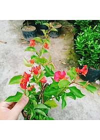 Cây Hoa Giấy Đỏ Lửa - cây cảnh để bàn + tặng phân bón cho cây