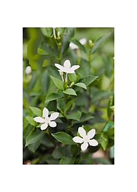 Sản phẩm BẦU CÂY GIỐNG MAI VẠN PHÚC( CÂY MAI TIỂU THƯ) - GỬI ĐI NGUYÊN CHẬU + Tặng (0,3kg) phân hữu cơ cao cấp