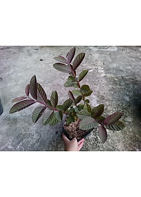 Cây ổi tím Malaysia - cây ăn quả + tặng phân bón cho cây