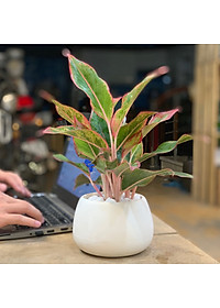 Cây Phú Quý để bàn