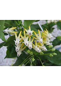 Cây Tên Lửa - Cây cảnh vườn + Tặng phân bón cho cây mau lớn