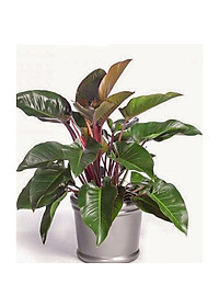 Trầu Bà Đế Vương - cây cảnh để trong nhà + tặng phân bón cho cây