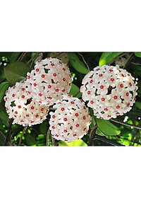 Lan Cẩm Cù - cây cảnh trong nhà + tặng phân bón cho cây mau lớn