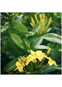 Cây Mẫu Đơn Vàng ( Cây Bông Trang Vàng ) - Cây cảnh vườn + Tặng phân bón cho cây