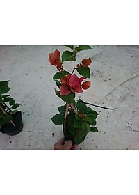 Cây Bông Giấy Cam - cây cảnh vườn + tặng phân bón cho cây