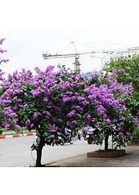 Cây bằng lăng thái - cây cảnh vườn + tặng phân bón cho cây