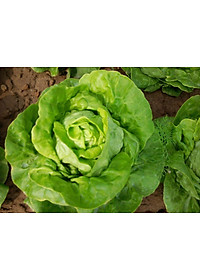 Hạt giống xà lách búp chịu nhiệt Italy VTS38