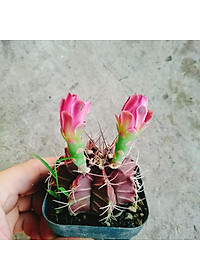 Xương Rồng Gym - cây cảnh để bàn