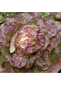 Hạt giống Xà lách búp đỏ chịu nhiệt VTP137