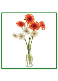product-img-11